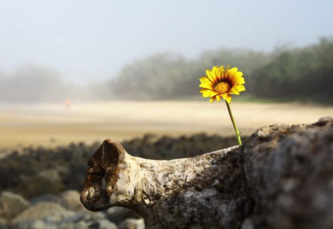 Sheila's blog: Hope As Possibility