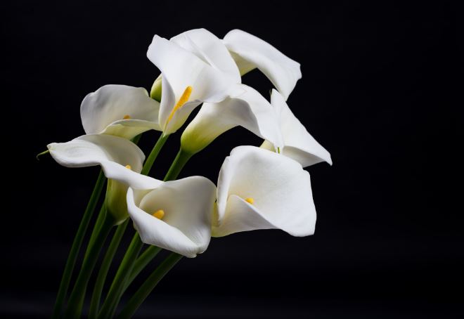 Lee's blog: In Death as in Life