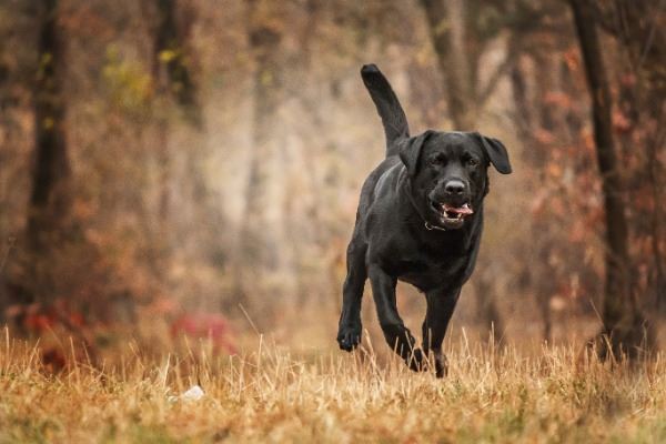 Barbara's blog: Tails From The Trail