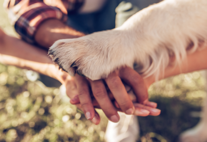 Barbara's blog: Be More Dog