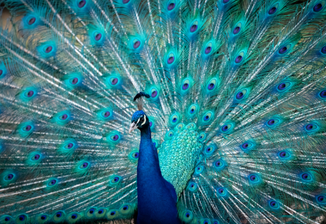 Uchenna's blog: Manifesting Supercalifragilisticexpialidocious