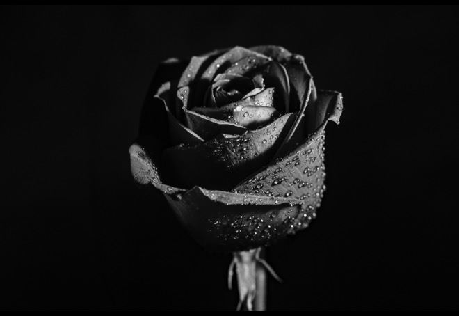 Angel's blog: Smelling the Roses 
